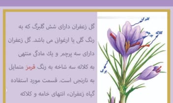 طراحی لوگوی ترنج برای یک پیج اینستاگرامی